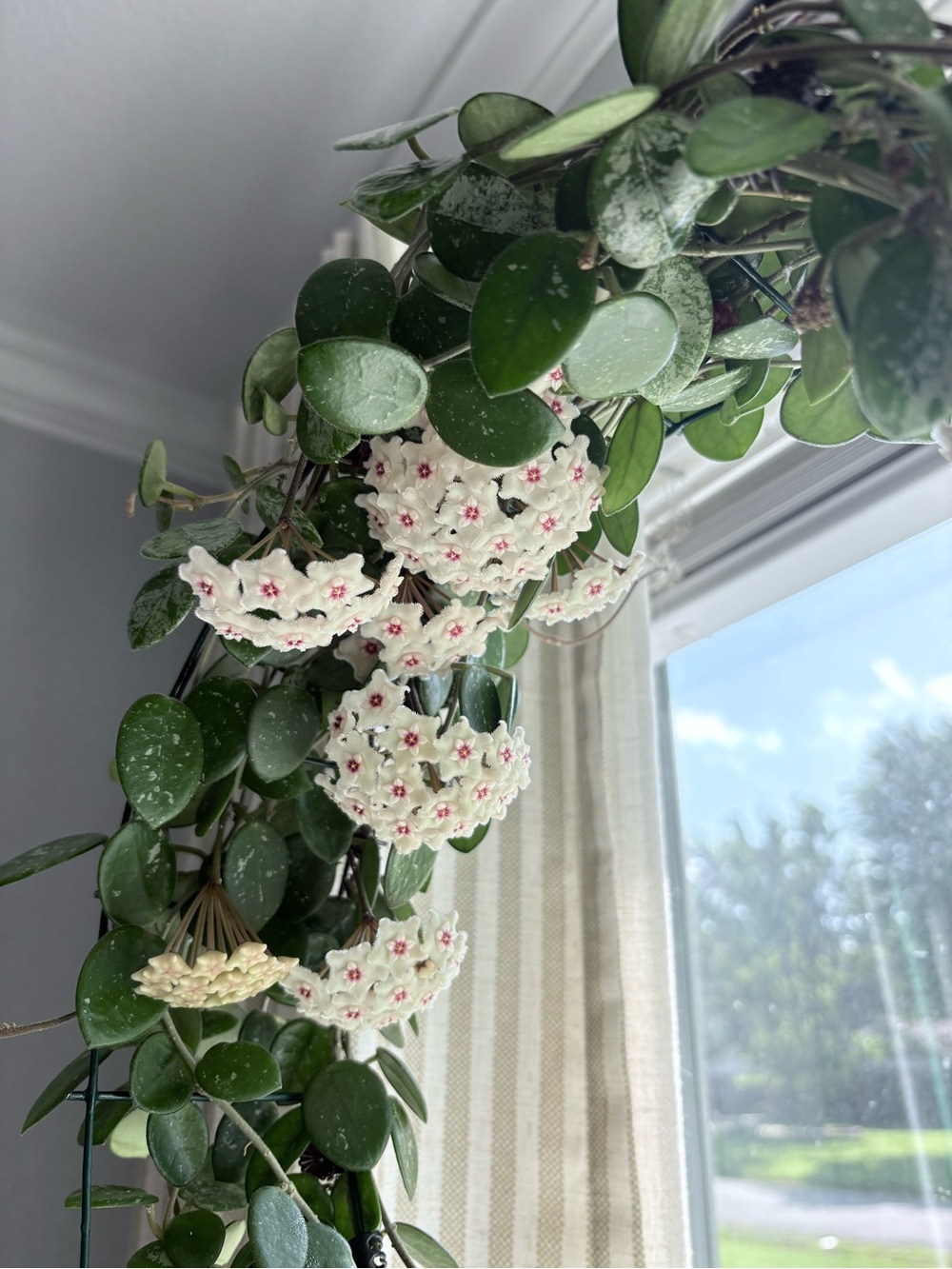 Hoya Mathilde splash